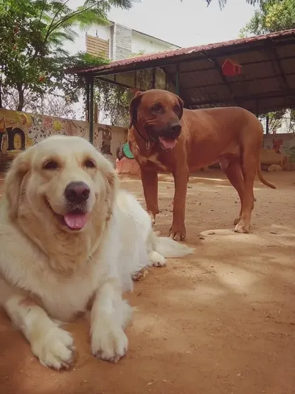 Bolt, our resident Golden Retriever, relaxing with a friend. He was a true gentleman.