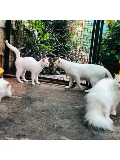 A gathering of our white-furred guests in the outdoor play area. This shows a typical afternoon of safe socializing and exploring at The Cat House.