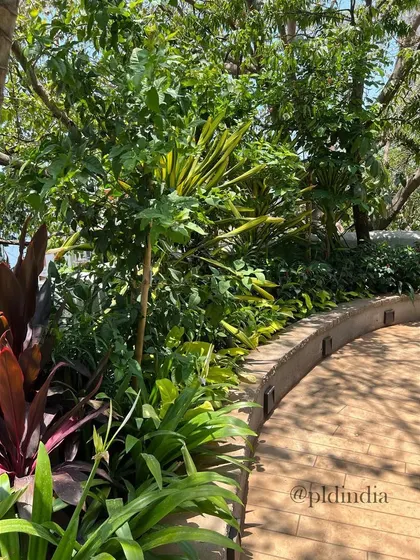 This section of the pathway is surrounded by a rich mix of tropical plants, including colorful Cordylines and delicate ferns. The design creates a full, lush feeling that envelops the walker.