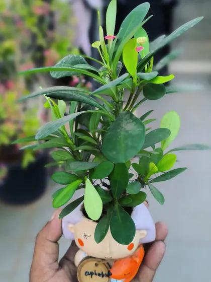 The lovely growth of this Euphorbia in a micro pot. It's been nurtured with love and is thriving in its tiny home.