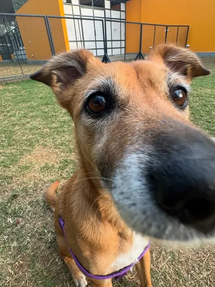 A wise old face with a very prominent nose. Every dog is a supermodel here.