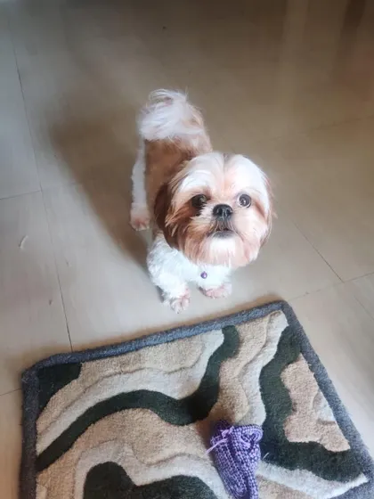 A full-body shot of Teddy, the adopted Shih Tzu. We are so happy for him.