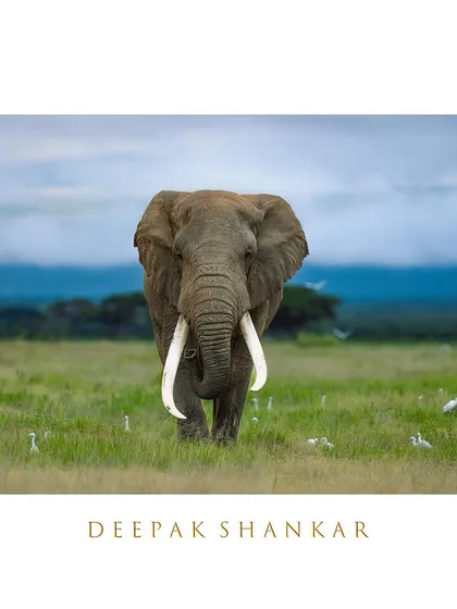 This fine art print of Pascal is a celebration of the gentle giants of Amboseli. His presence is a calming and powerful force.