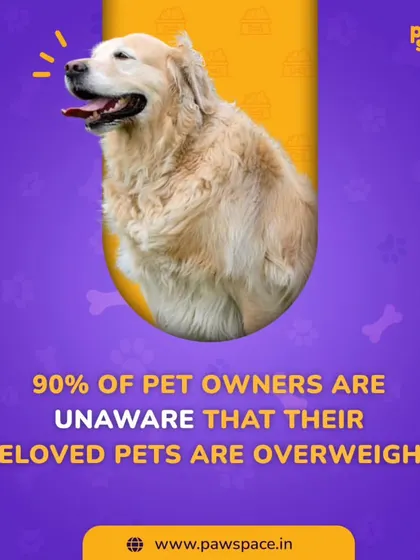 Did you know that up to 90% of pet owners don't realize their pet is overweight? Excess weight can lead to serious health problems, but recognizing it is the first step toward a healthier life for your companion.