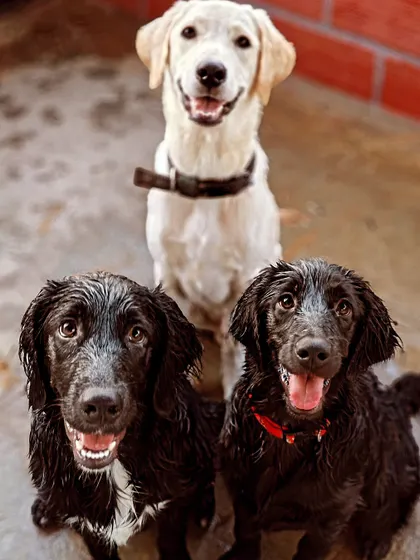 A beautiful portrait of Peek-a-boo's family: her biological Labrador pup in the back and her two adopted black pups in the front. Fostering and helping deliver ten puppies with no prior experience was a journey of learning and love.
