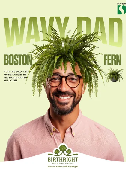 For the dad with more layers in his hair than in his jokes, the Boston Fern is the perfect plant twin. A fun and unique way to celebrate him this Father's Day.