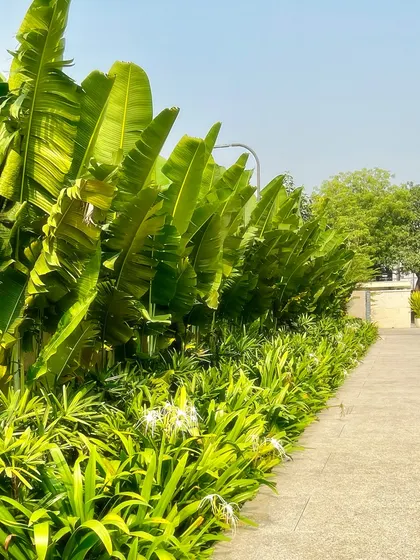 The vibrant green leaves of the Traveller's Palms create a lush, tropical wall along this walkway. The layering of different plant species adds depth and texture to the garden design.
