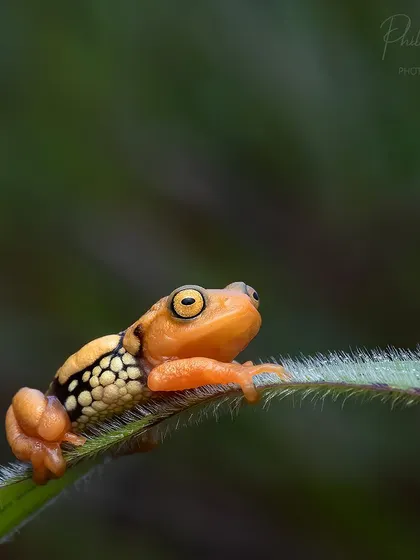 The Resplendent Shrub Frog, a critically endangered species found only on high altitude peaks in Eravikulam National Park. A true piece of candy from the rainforest.