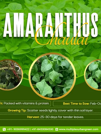 Amaranthus (Chaulai) is a superfood packed with vitamins and protein. Simply scatter the seeds lightly in a pot, and you'll be harvesting tender, nutritious leaves in 25-30 days.
