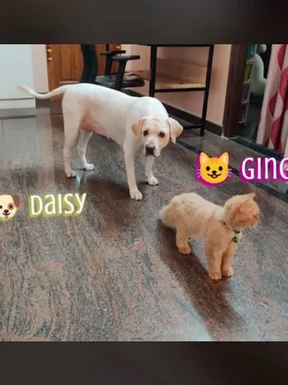 Daisy the dog and Ginger the cat, both freshly groomed by my team. I am experienced in grooming both cats and dogs, even in the same household.