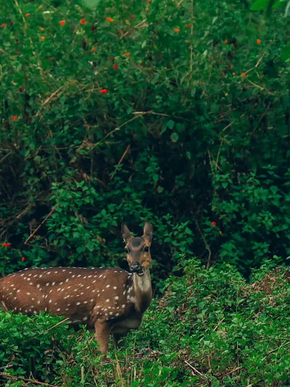 A spotted deer (Chital) looking directly at the camera from a thicket of red-flowered bushes. This beautiful portrait highlights the deer's delicate features and curious nature.