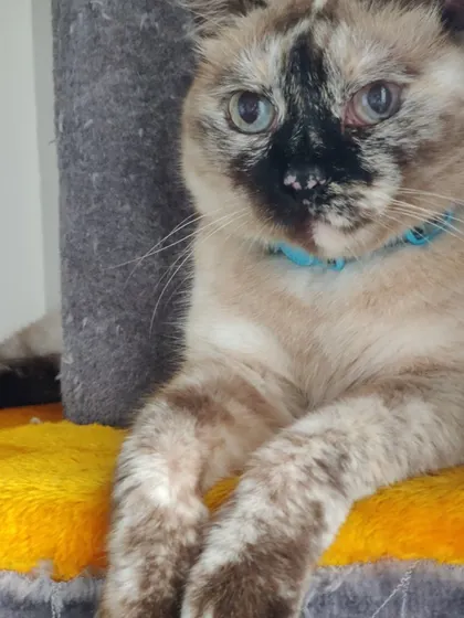 Welcome back to my Mocha girl. This unique-looking cat with beautiful markings is back for her vacation.
