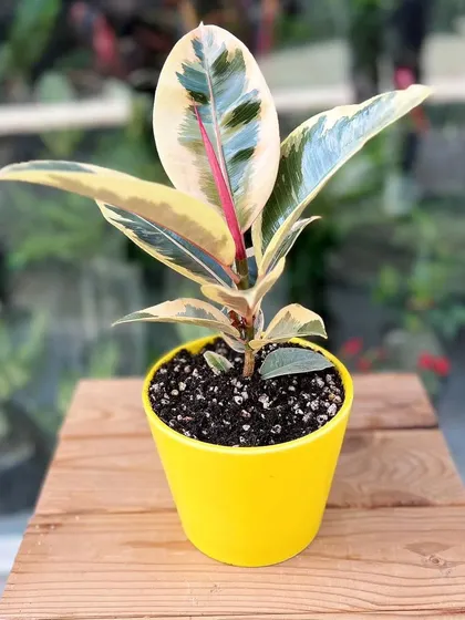 This is the 'Tineke' variety of the rubber plant, featuring beautiful cream, green, and pink tones. Like other rubber plants, it's easy to care for and helps clean the air in your home.