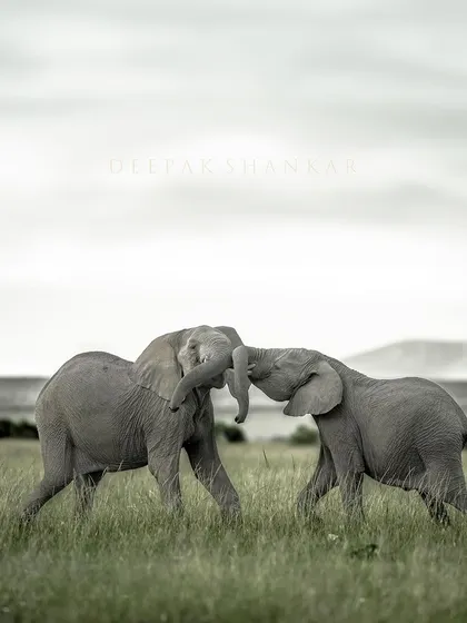 Strength and power in a fierce, friendly fight. This image captures the spirit and energy of youth in the elephant world.