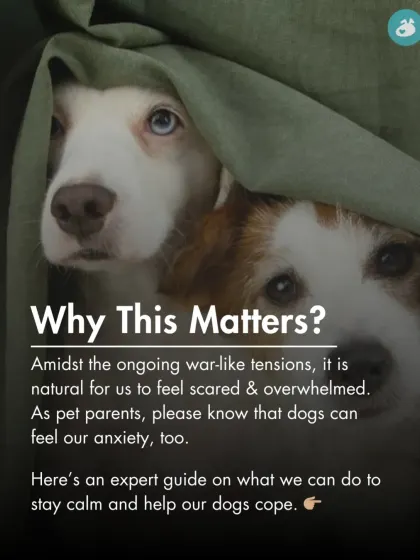 Why this matters: Dogs can feel our anxiety. During tense situations, it's crucial for us to stay calm to help our dogs cope.