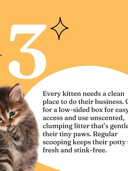 A clean, low-sided litter box is essential. Use unscented, clumping litter that's gentle on their tiny paws.