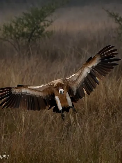 An Indian Vulture, a critically endangered species, coming in for a landing. With a wingspan of up to 8.5 feet, their presence is awe-inspiring and a stark reminder of the importance of conservation efforts.