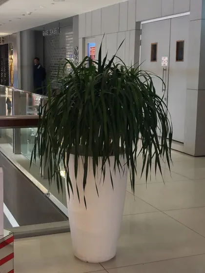 A single, large statement plant like this Ponytail Palm in a modern white planter can elevate a commercial space. I help businesses select and place indoor plants that thrive and make a strong visual impact in lobbies, atriums, and hallways.