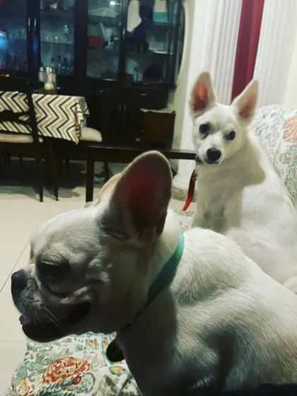 Fleur and Daisy, two best friends, hanging out together. Seeing guests form bonds with my own pets is one of the best parts of my job.