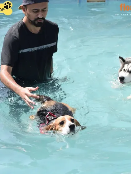I'm right there in the water with your pets, making sure they feel safe and confident. Here, I'm helping a Beagle and a Husky get comfortable during their swim session.