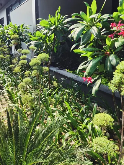 This dense, tropical-themed planting for a Gurugram residence combines Cycads, Plumeria, and other exotic plants to create a private, resort-style view from the home's windows.