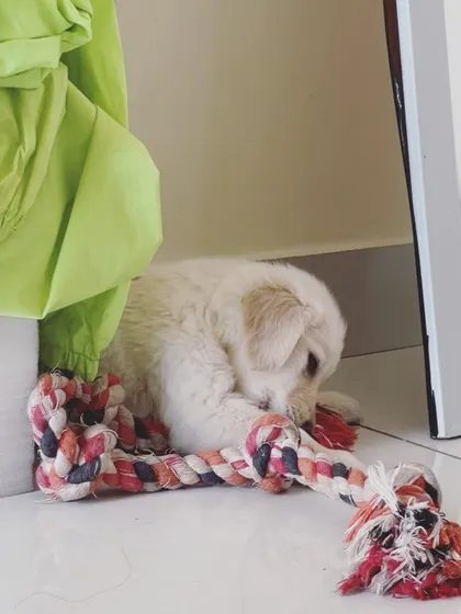 Little Leo exploring a corner of our home. We give puppies the space to explore at their own pace while always keeping a watchful eye on them.