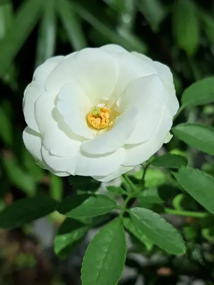 A close-up of a white Button Rose.