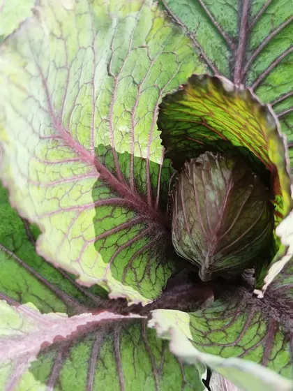The intricate leaves of a red cabbage beginning to form a head. We are continuously experimenting with new plant varieties to grow in our hydroponic systems.