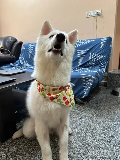 Vegas, the spirited 7-month-old Husky, has been adopted. Here he is, mid-howl, charming his way into his new family's heart. We ensure all our dogs are neutered and go to experienced homes.