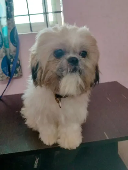 The final look after a complete haircut and styling session at home.