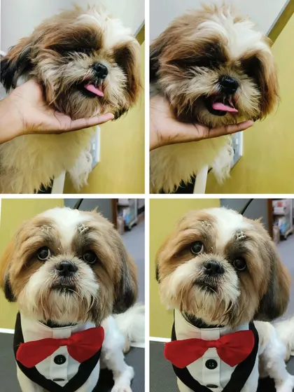 A four-panel look at this Shih Tzu's fresh new haircut. The little tongue-out "blep" says it all.