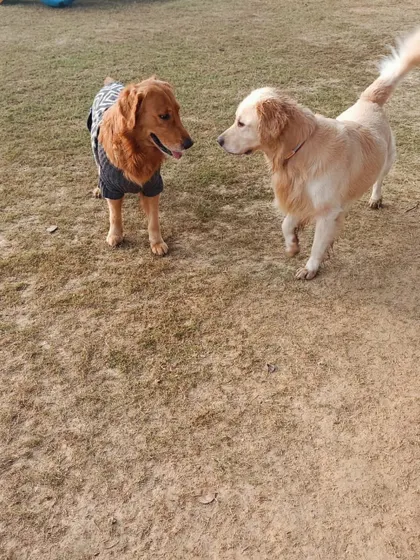 A classic standoff between two Golden Retrievers. Are they about to play or just admiring each other?