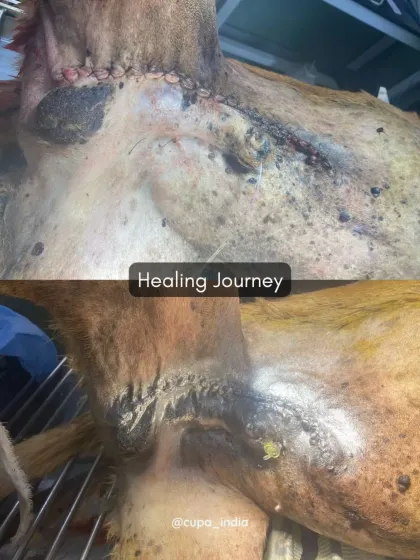 The healing journey. The top image shows the fresh sutures, and the bottom image shows the wound weeks later as it healed cleanly.