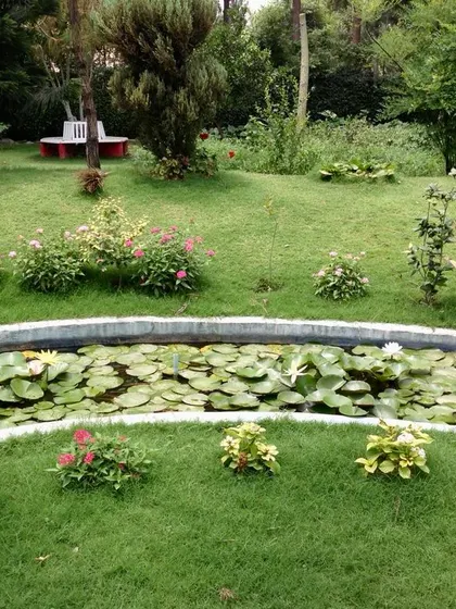 A lotus pond with Koi fish I designed for a Delhi farmhouse. Water is an important feature in a garden, offering respite during hot summers and attracting birds.