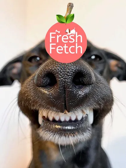 That big, happy grin says it all. Fresh food leads to happy, healthy dogs with plenty of energy and a shiny coat.