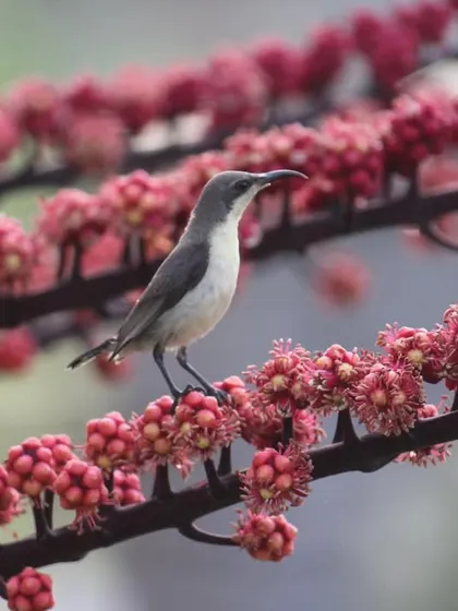 A small, delicate bird finds a perch amidst flowering branches. These quiet moments of observing nature are a form of meditation in themselves, helping to calm the mind.