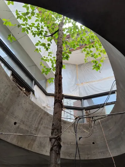 An under-construction view of a courtyard in the 'House of Reddys,' where a mature tree grows through a large oculus in the concrete slab above.
