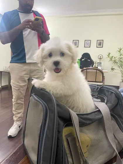 Juno, the adorable Maltese, getting accustomed to his in-cabin travel bag. We help small pets get comfortable with their carriers, making the flight experience smoother for them and their owners on their way to Vietnam.