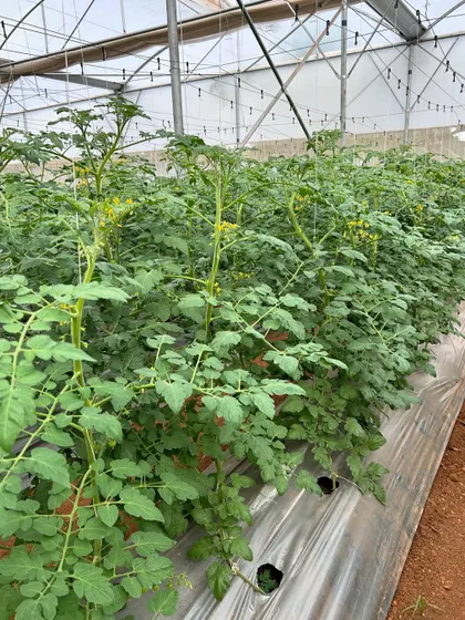 Our tomato plants are a testament to the success of soil based protected cultivation. Join our workshop to learn best management practices for high quality crops.