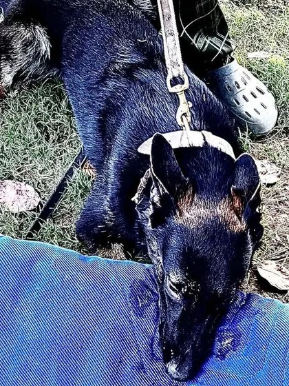 A closer look at Aslan's grip. Even as a young dog, he shows the powerful bite and determination that I select for in my breeding program.