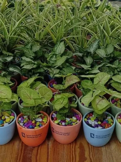A row of colorful branded pots ready for delivery. We can source pots in various colors to match your brand identity.