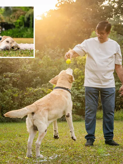 Spike the Labrador enjoying a game of fetch with his grandpa on his 10th birthday. It's wonderful to see seniors still so full of life and playfulness.