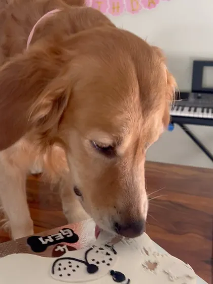The concentration is real! Gem is carefully tasting the delicious frosting on his bone-shaped cake.