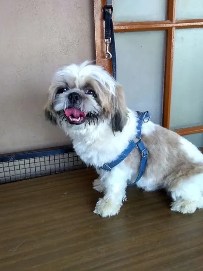 Look at that happy smile. This adorable Shih Tzu is feeling fresh and looking sharp after a grooming session at our Petboro resort in Whitefield. We provide basic styling to keep your dog neat and comfortable.
