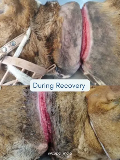 This image shows the wound during the healing process. With proper dressing and antibiotics, the flesh begins to granulate and heal over time.