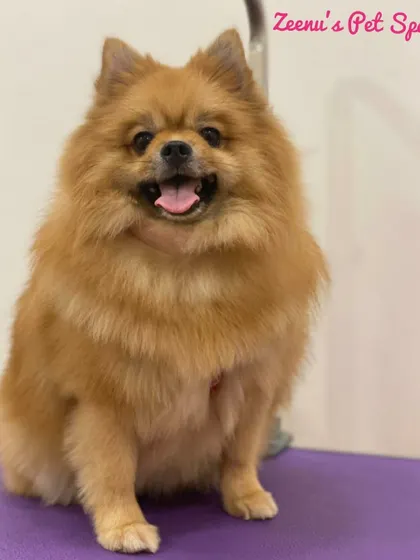 Fluffy the Pomeranian is living up to his name! His thick coat has been washed, dried, and brushed to perfection, making him extra soft and cuddly.