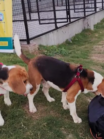 These two Beagles are investigating something interesting during one of our pet events. It's a great opportunity for dogs to socialize in a fun, relaxed setting.