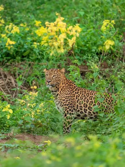 A handsome male leopard in Bandipur, spooked by a potential tiger encounter. His alert posture tells a story of the constant tension and hierarchy within the jungle.