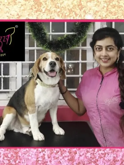 This Beagle is getting ready for the New Year with a fresh and clean look.