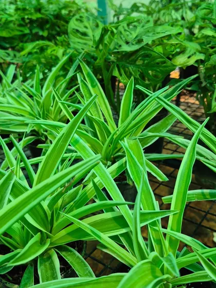The Spider Plant is a classic and popular houseplant, known for its air-purifying qualities and easy-going nature. Its arching leaves with white stripes make it an attractive addition to any room.